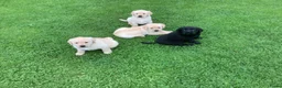 Labrador Retriever honden te koop: Zeer mooie labradorpuppies van stamboomoudersZz  - Advertentie 4