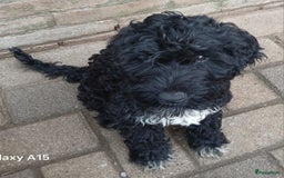 Kruising honden te koop: nestje kruising Waterhond, labradoedel look-a-like - Afbeelding 17