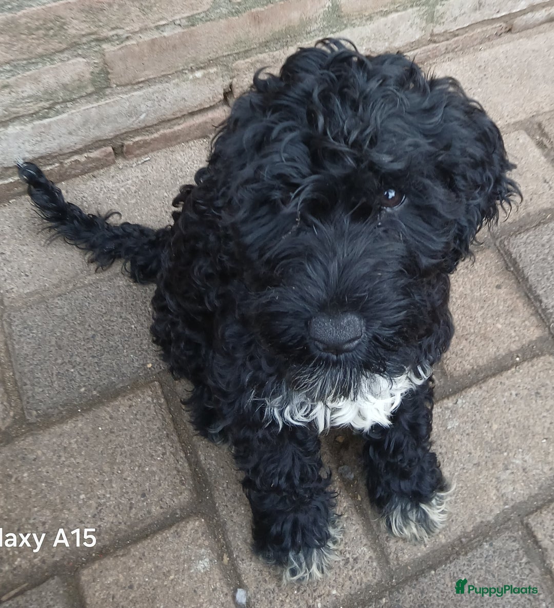 Kruising honden te koop: nestje kruising Waterhond, labradoedel look-a-like - Afbeelding 17