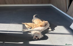 Maltipoo honden te koop: Maltipoo pups in Oirschot - Afbeelding 6
