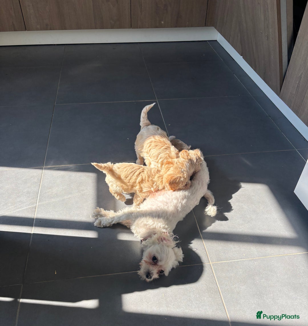 Maltipoo honden te koop: Maltipoo pups in Oirschot - Afbeelding 6
