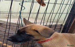 Mechelse Herder honden te koop: Puppy's Mechelse herder - mogen naar nieuw huisje - Afbeelding 6