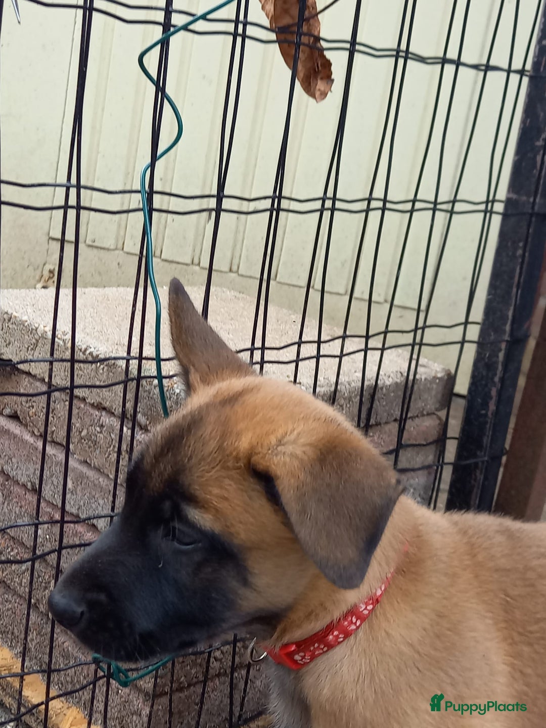 Mechelse Herder honden te koop: Puppy's Mechelse herder - mogen naar nieuw huisje - Afbeelding 6