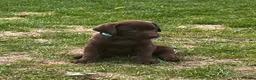 Kruising honden te koop: Zeer mooie Labmaraner pups, Labrador x Weimaraner in Son - Advertentie 2