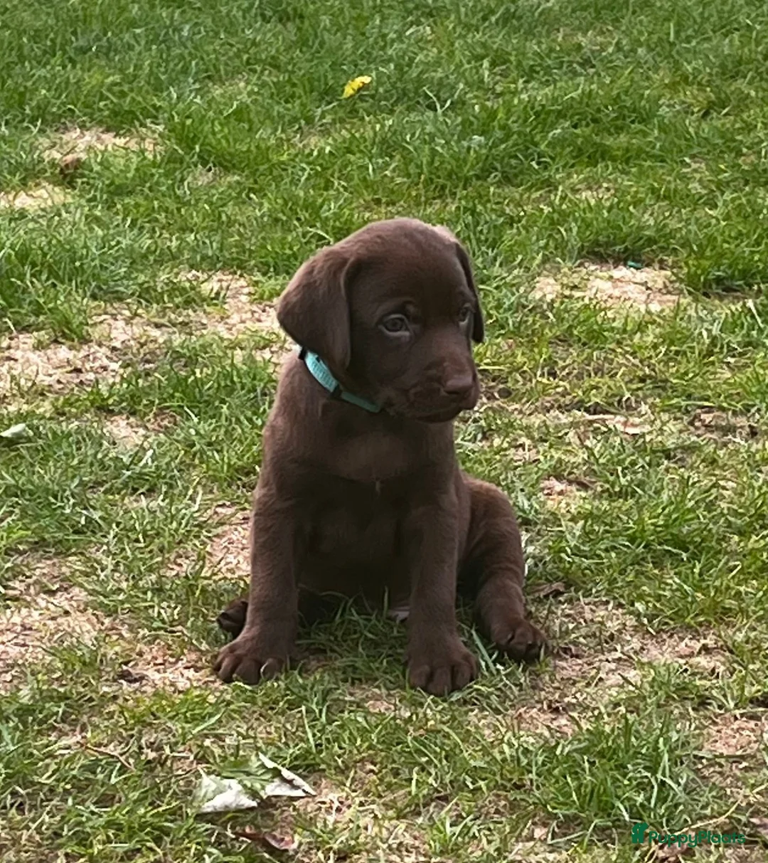 Kruising honden te koop: Zeer mooie Labmaraner pups, Labrador x Weimaraner in Son - Advertentie 2