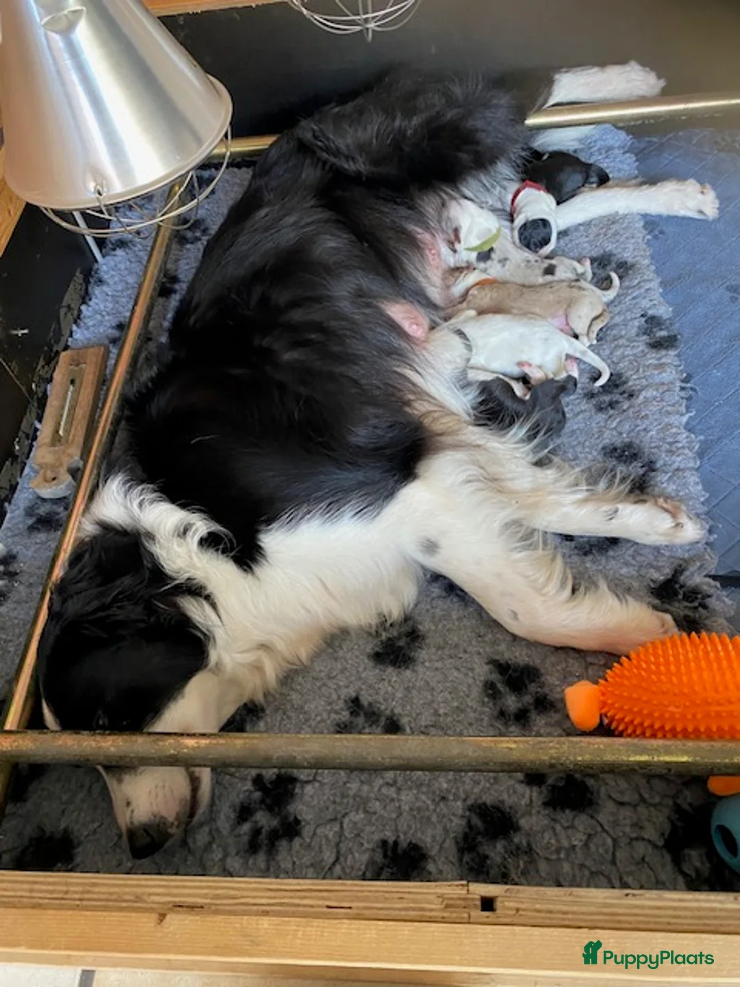Border Collie honden te koop: gouden mandje gezocht voor onze puppy's - Advertentie 1