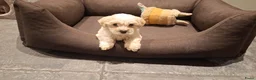 Maltipoo honden te koop: Maltipoo pups. Ouders aanwezig.  - Advertentie 4