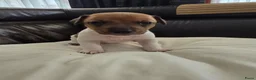 Jack Russel Terriër honden te koop: Nog 3 pups beschikbaar in Sint Jansteen - Advertentie 3