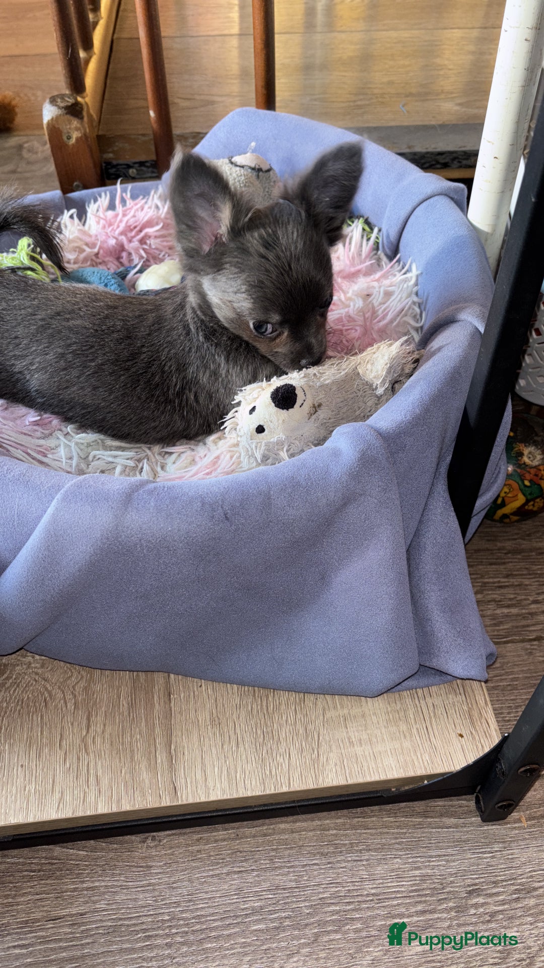 Chihuahua honden te koop: Bleu teefje - Advertentie 3