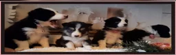 Border Collie honden te koop: Prachtige, lieve Border Collie pups - Advertentie 11
