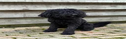Barbet honden te koop: Co own adres gezocht - gratis!  - Advertentie 3