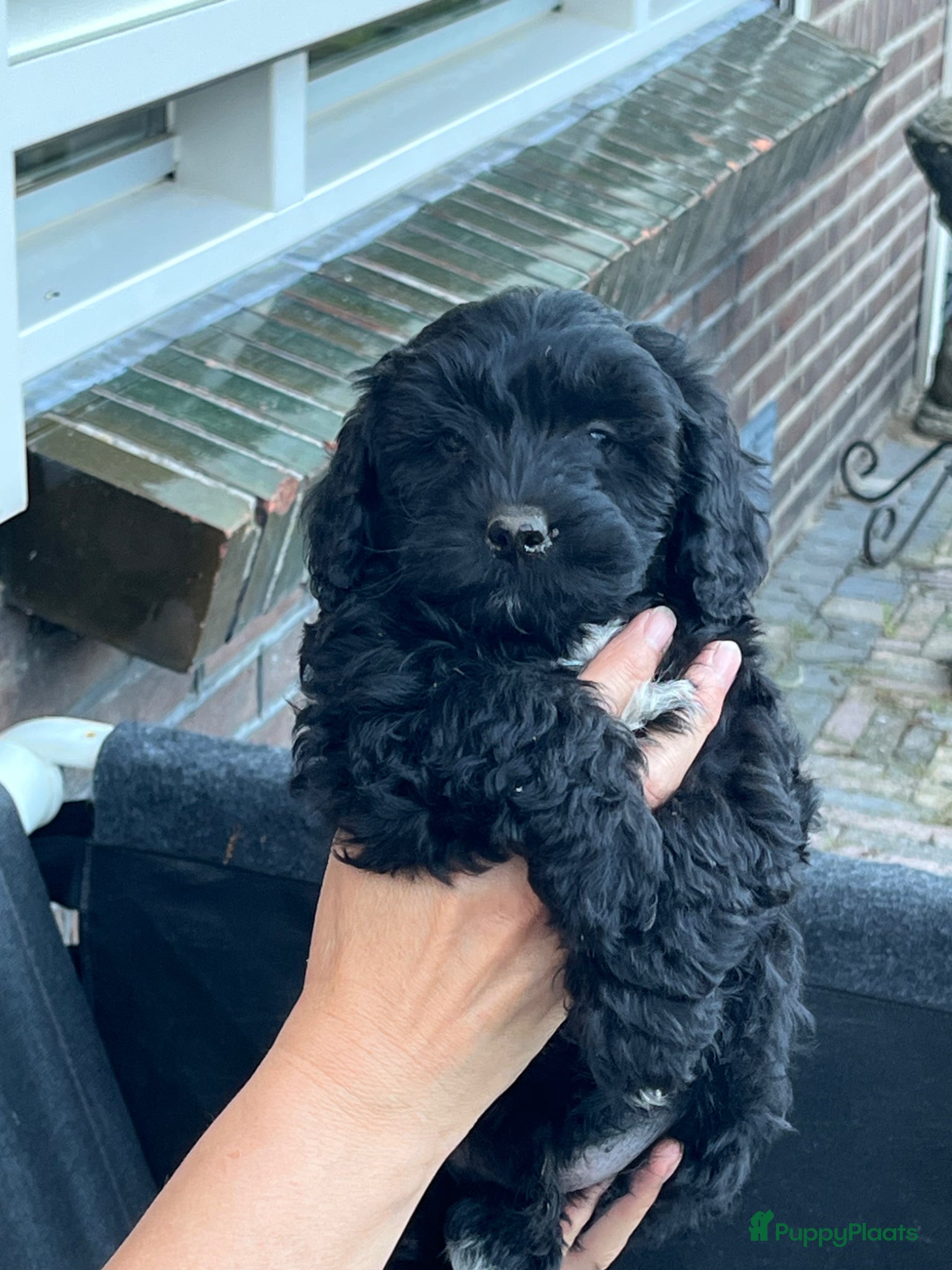 Maltipoo honden te koop: Maltipoo - Advertentie 2