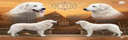 Kuvasz honden te koop: **Bijzondere Kuvasz pups uit een droomcombinatie** - Advertentie 37