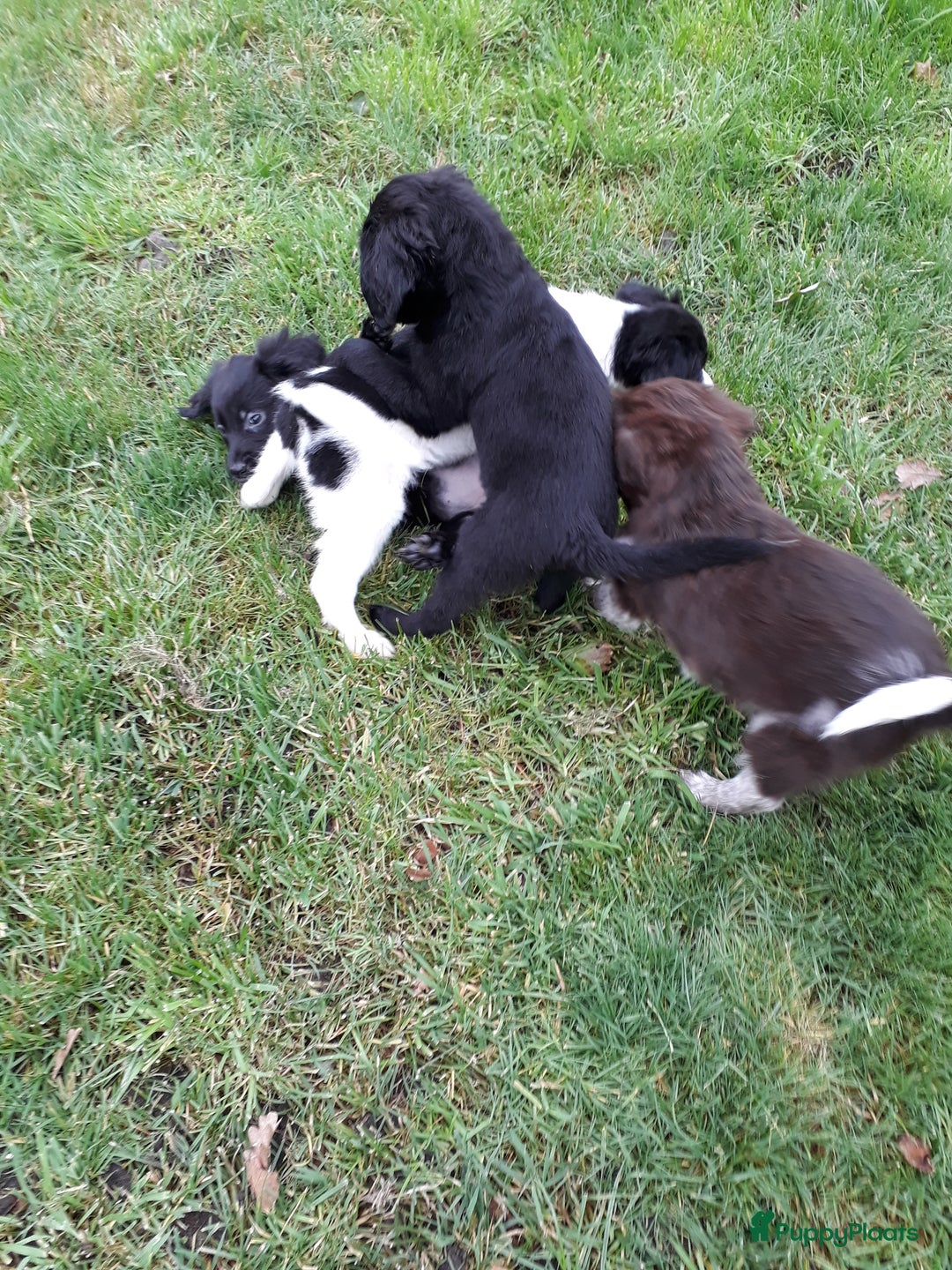 Kruising honden te koop: Leuke en lieve kruising pups(1 reutje beschikbaar) - Advertentie 7