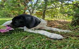 Duitse Staande Hond Korthaar honden te koop: Zindelijke DSK pups met stamboom  in Gelselaar - Afbeelding 1