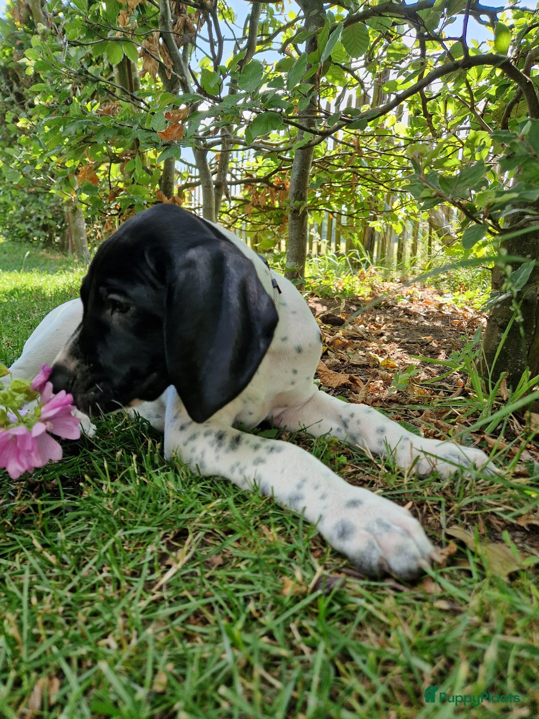 Duitse Staande Hond Korthaar honden te koop: Zindelijke DSK pups met stamboom  in Gelselaar - Afbeelding 1