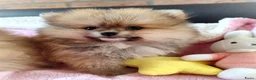 Pomeriaan honden te koop: Drie zeer schattige mini bearface pomeranian pups! - Advertentie 12