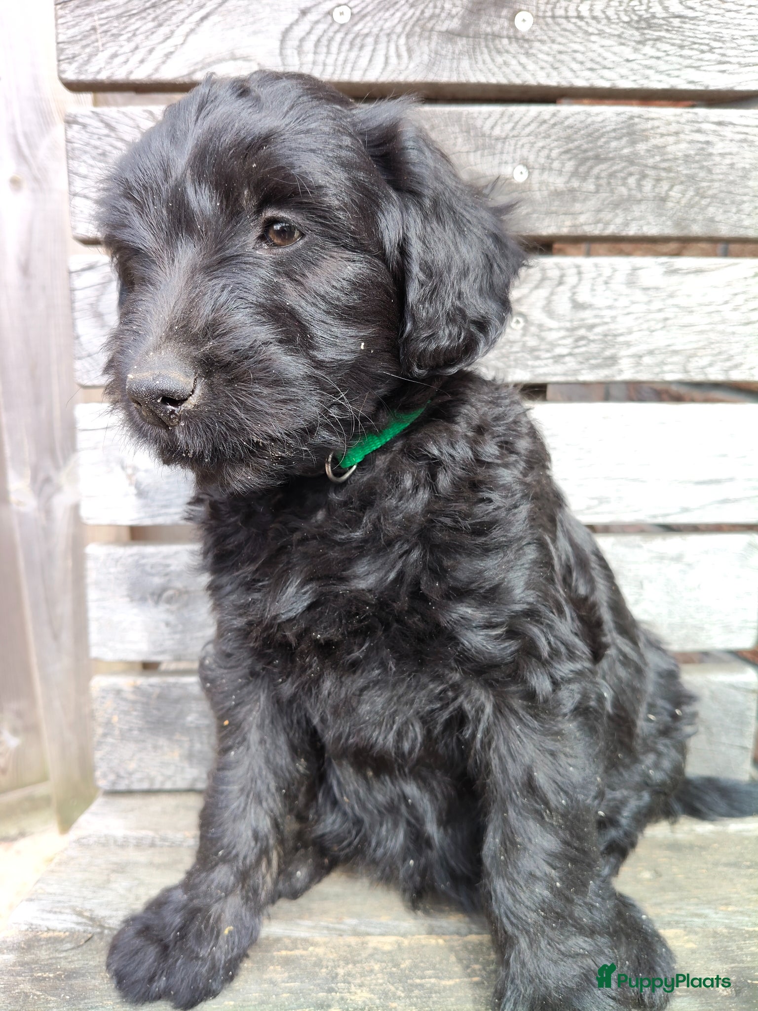 Labradoodle honden Labradoodle pups mini/medium, liggen in woonkamer - Advertentie 10