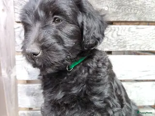 Labradoodle honden Labradoodle pups mini/medium, liggen in woonkamer - Advertentie 10