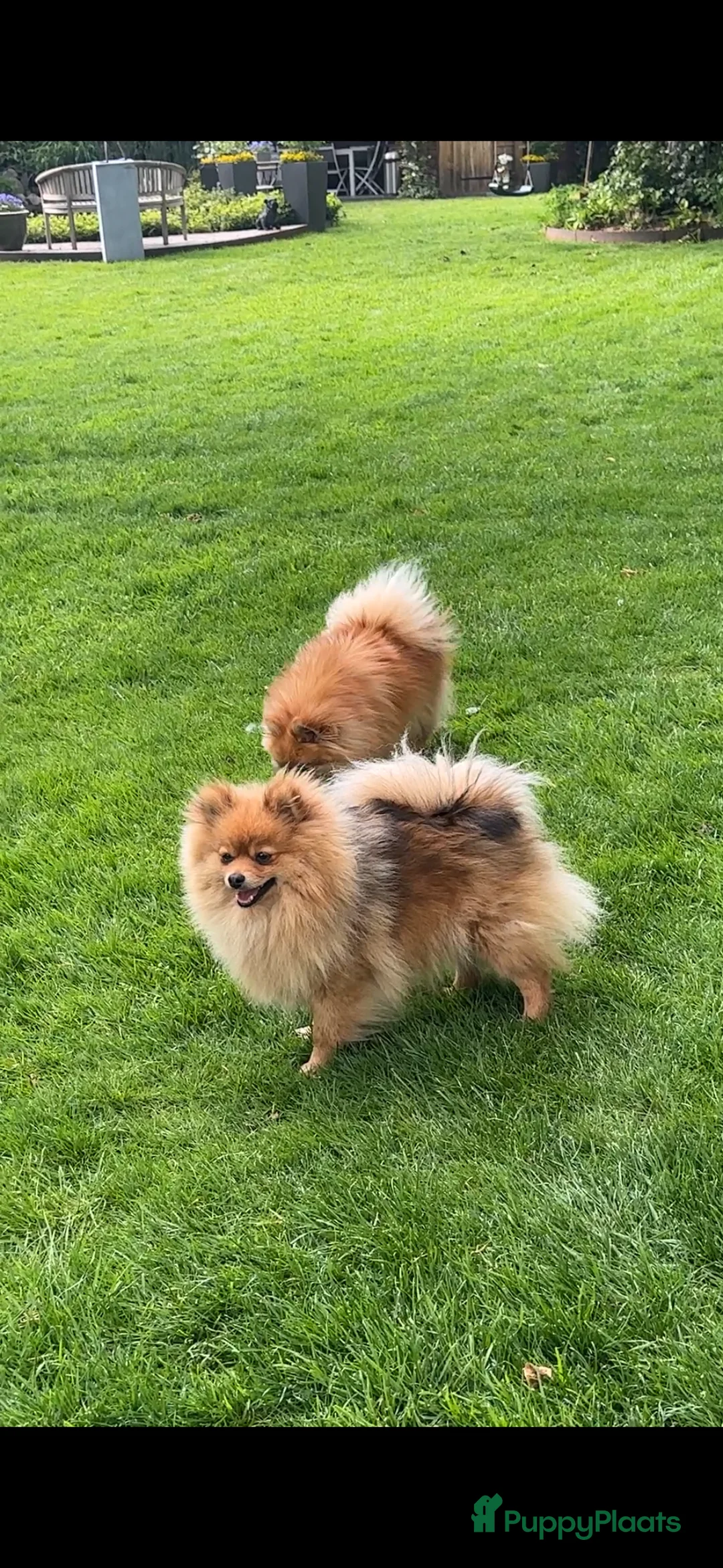 Pomeriaan honden te koop: Pomeriaan Puppy in Maastricht - Advertentie 2