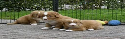 Nova Scotia Duck Tolling Retriever honden te koop: Nova Scotia Duck Tolling Retriever pups # Toller - Advertentie 4