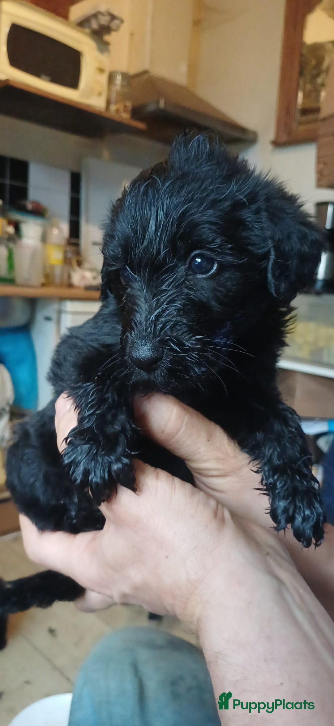 Kruising honden te koop: Ben jij het baasje van een van deze mooie puppy's? - Advertentie 5