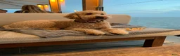 Goldendoodle honden te koop: Goldendoodle Pups verwacht 09/06 - Advertentie 2