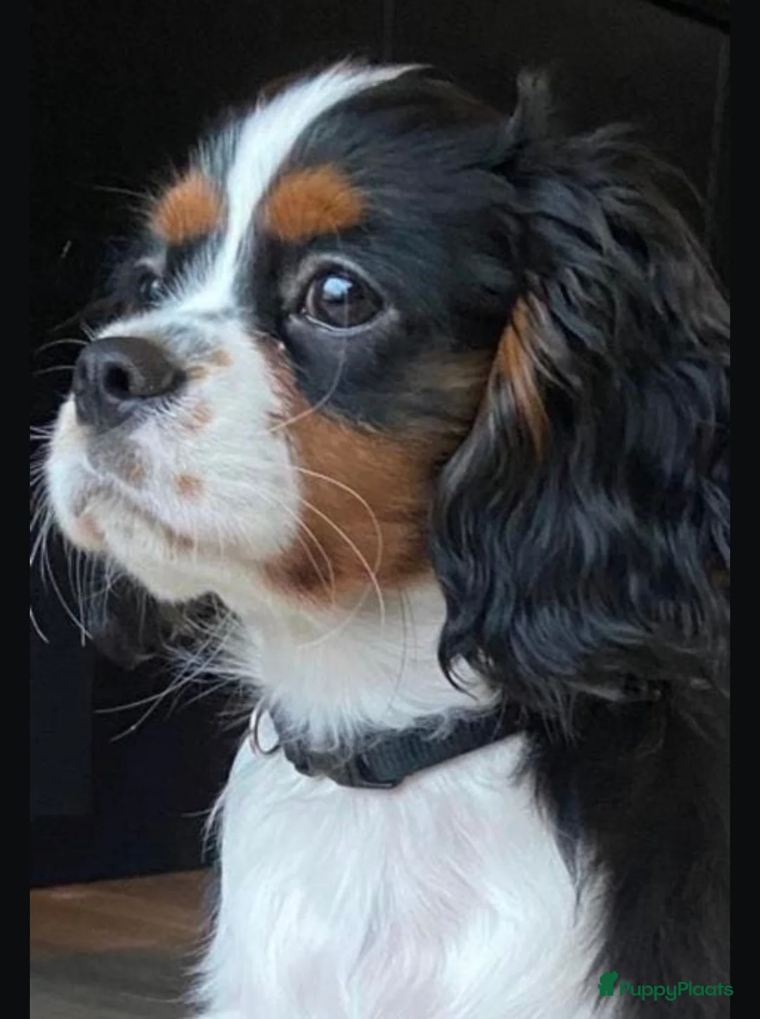 Cavapoo honden te koop: Cavavoo pups - Advertentie 11