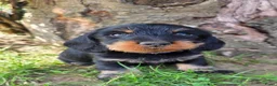 Ruwhaar Teckel honden te koop: Standaard Ruwharige Teckelpups met FCI stamboom  - Advertentie 17
