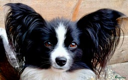 Kruising honden te koop: Orginele Amerikaanse Toy Papipoo  - Advertentie 13