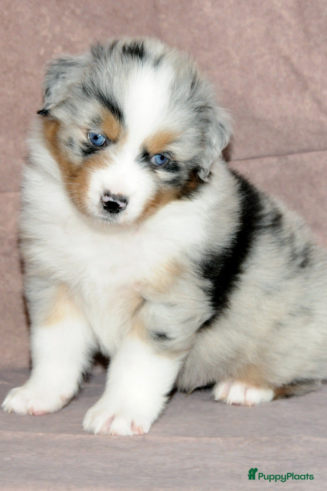 Australian Shepherd honden Australische herder pups - Advertentie 14