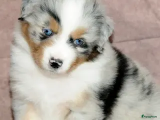 Australian Shepherd honden Australische herder pups - Advertentie 3
