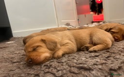 Kruising honden te koop: Bijzonder mooie combi: Toller X Teckel kruising, - Afbeelding 10