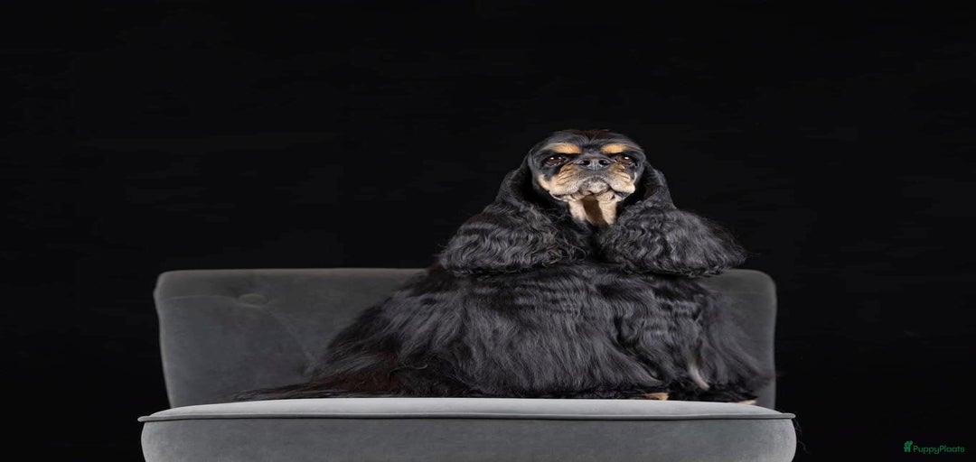 Galerij afbeelding {{count}}