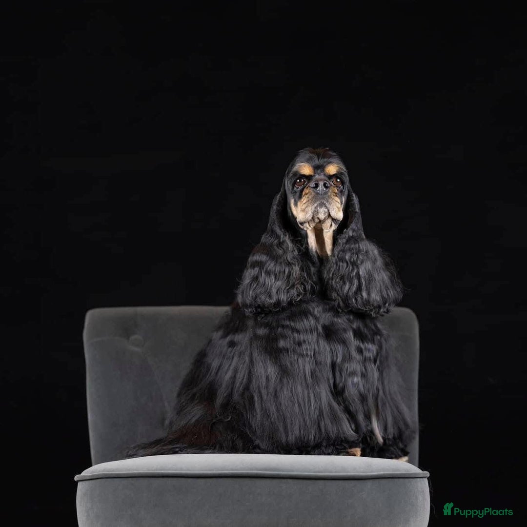 Galerij afbeelding {{count}}