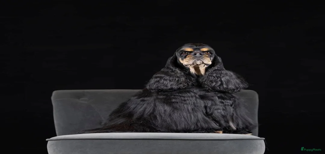 Galerij afbeelding {{count}}