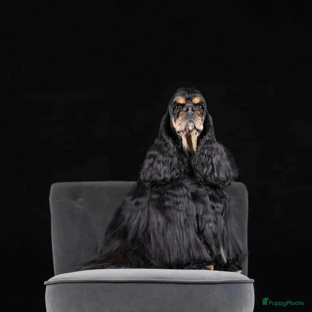 Galerij afbeelding {{count}}