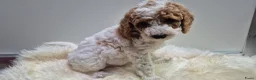 Cockapoo honden te koop: Cockapoo teefje en reutje - Advertentie 7