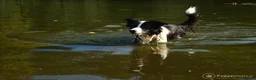 Border Collie honden ter dekking: Gijs zoekt een lief teefje in Tilburg - Advertentie 2