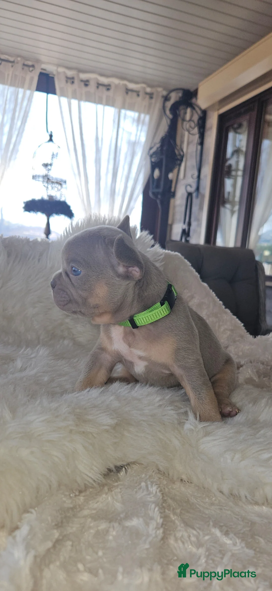 Franse Bulldog honden te koop: Stoere sociaale gezonde fransebuldog pups stamboom in Schaijk - Advertentie 10