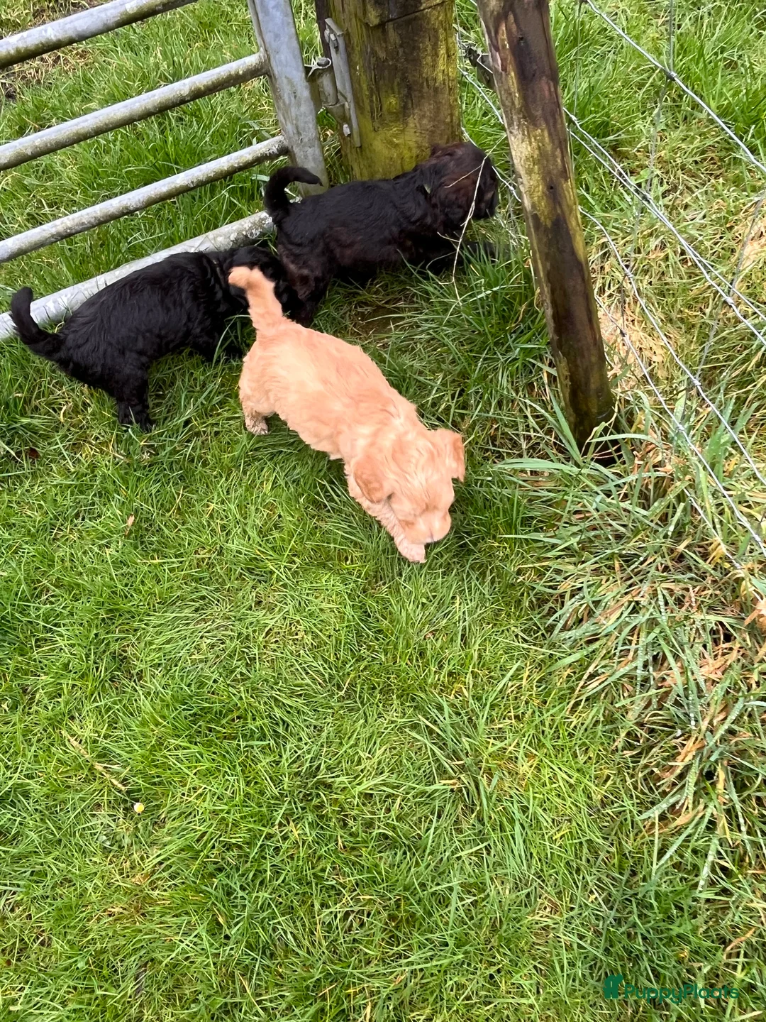 Kruising honden te koop: Te koop drie labradoodles - Advertentie 2