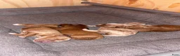 Australian Labradoodle honden te koop: Prachtig lieve mini labradoodle pups  - Advertentie 9