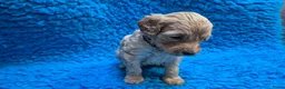 Cockapoo honden te koop: Kleine maat cockapoo pups - Advertentie 33