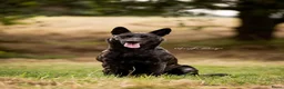 Hollandse Herder honden te koop: Hollandse herder korthaar in Riethoven - Advertentie 6