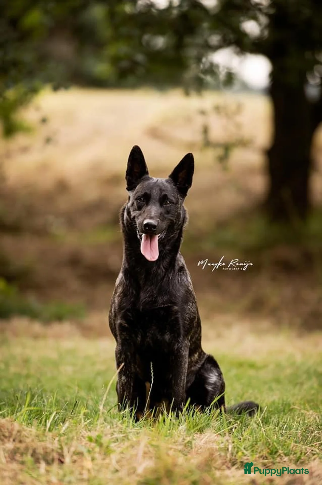 Hollandse Herder honden te koop: Hollandse herder korthaar in Riethoven - Advertentie 6