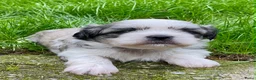 Boomer honden te koop: Boomerpups - Advertentie 8
