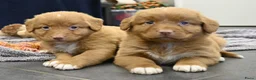 Nova Scotia Duck Tolling Retriever honden te koop: Speelse Nova Scotia Duck Tolling Retriever pups  - Advertentie 29