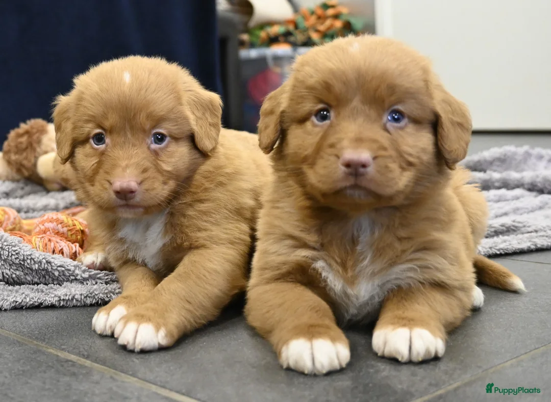 Nova Scotia Duck Tolling Retriever honden te koop: Speelse Nova Scotia Duck Tolling Retriever pups  - Advertentie 29