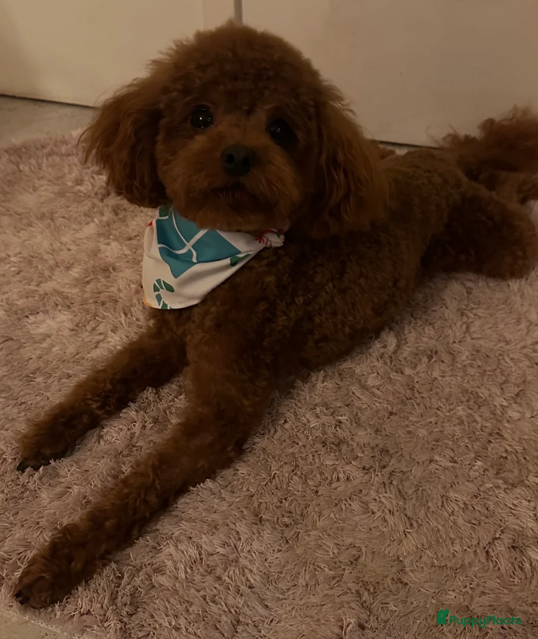 Maltipoo honden te koop: Prachtige Mini Maltipoo pups zeldzame kleuren! - Advertentie 3