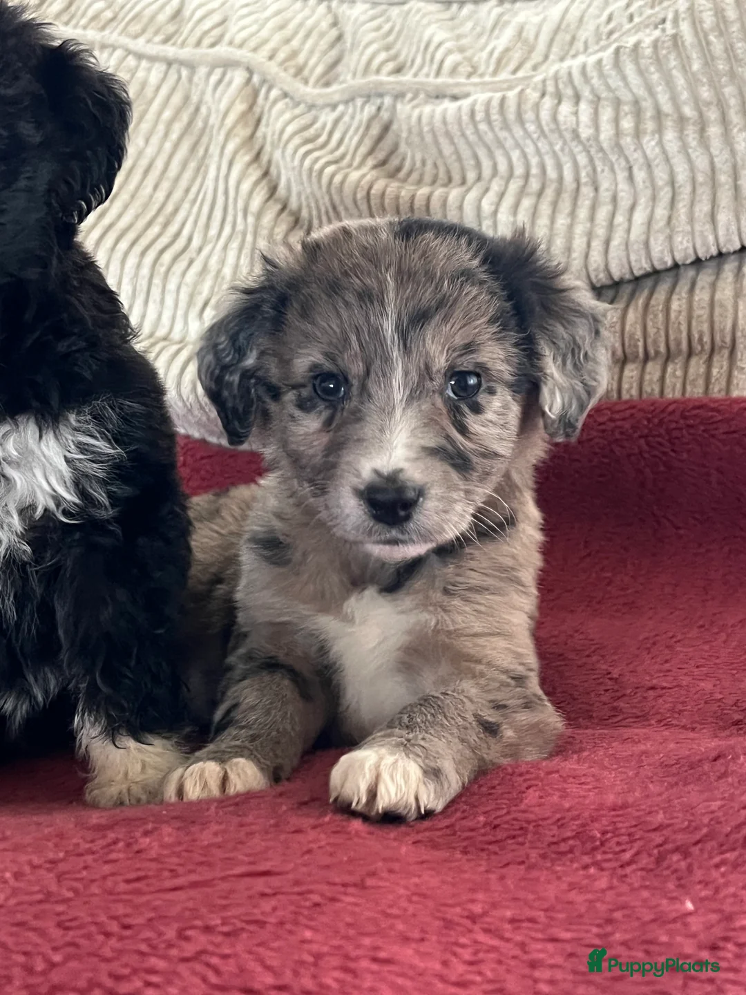 Kruising honden te koop: Prachtige aussidoodle pups - Advertentie 4